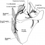 Fig. 8 Schematic demonstrating the muscle attachments to the medial aspect of the scapular border with surrounding neurovascular structures. It is important to note that the rhomboid major should be detached from the inferior medial aspect of the scapula to avoid injury to the dorsal scapular nerve and artery. The dotted line represents the approach to the subscapular space. N = nerve, a = artery, n and a = nerve and artery, and lig = ligament. (Reproduced, with permission of Elsevier, from: Ruland LJ 3rd, Ruland CM, Matthews LS. Scapulothoracic anatomy for the arthroscopist. Arthroscopy. 1995 Feb;11(1):52-6. Copyright 1995. http://www.sciencedirect.com/science/journal/07498063.)
